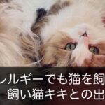 【猫アレルギー】飼う前の症状と一緒に暮らした後の症状は?飼い猫キキとの出会いについて