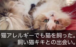 【猫アレルギー】飼う前の症状と一緒に暮らした後の症状は？飼い猫キキとの出会いについて
