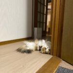 去勢・避妊手術をするか悩んだ結果・・・獣医さんの助言で決断。