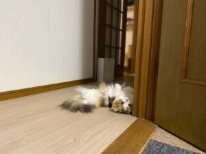 去勢・避妊手術をするか悩んだ結果・・・獣医さんの助言で決断。