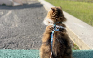 長毛種にもおすすめ？！猫用リード「pidan 猫用ハーネス」レビュー。